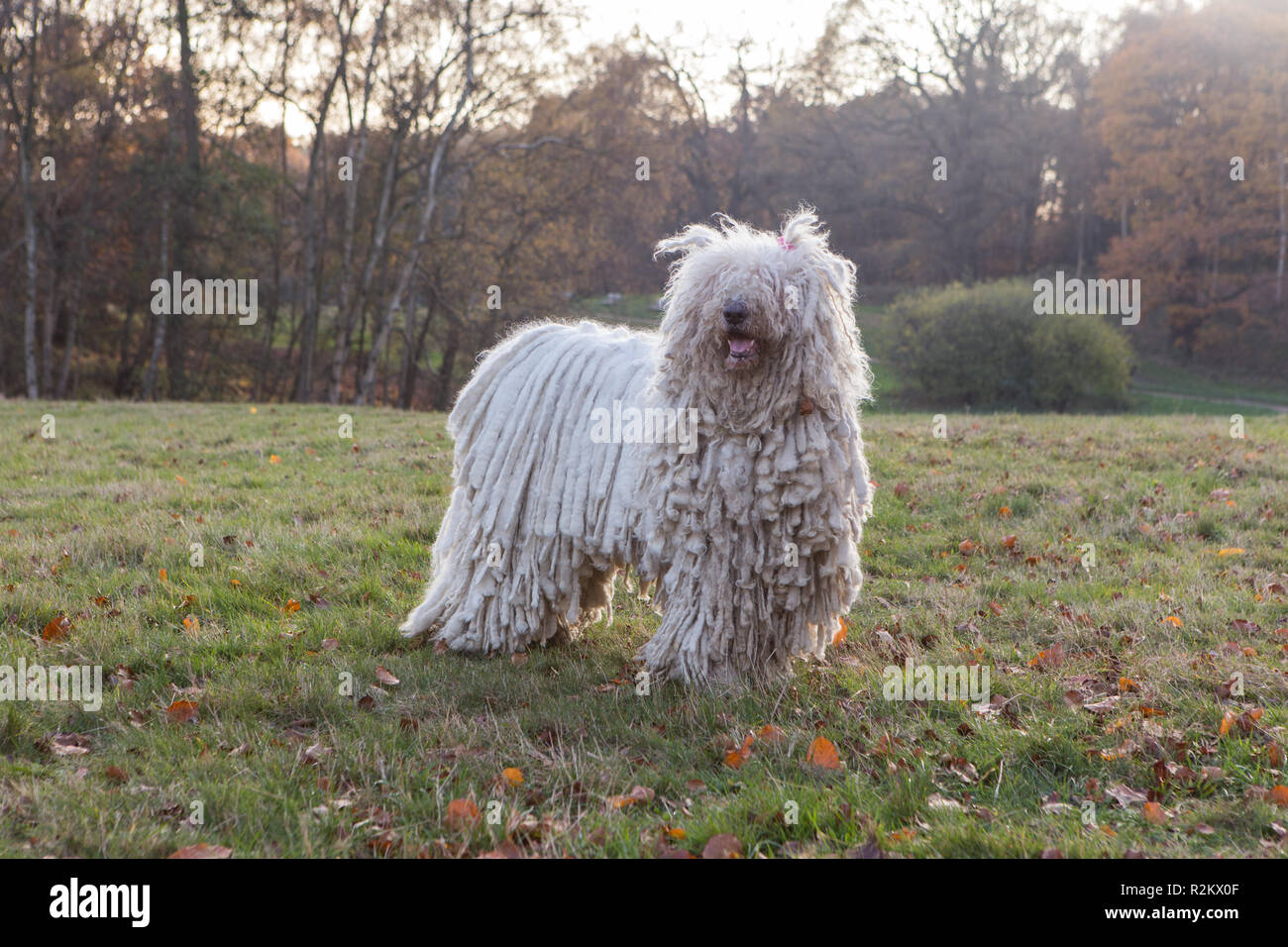 Komondor bianco con capelli dreadlocked a Hampstead Heath Foto Stock