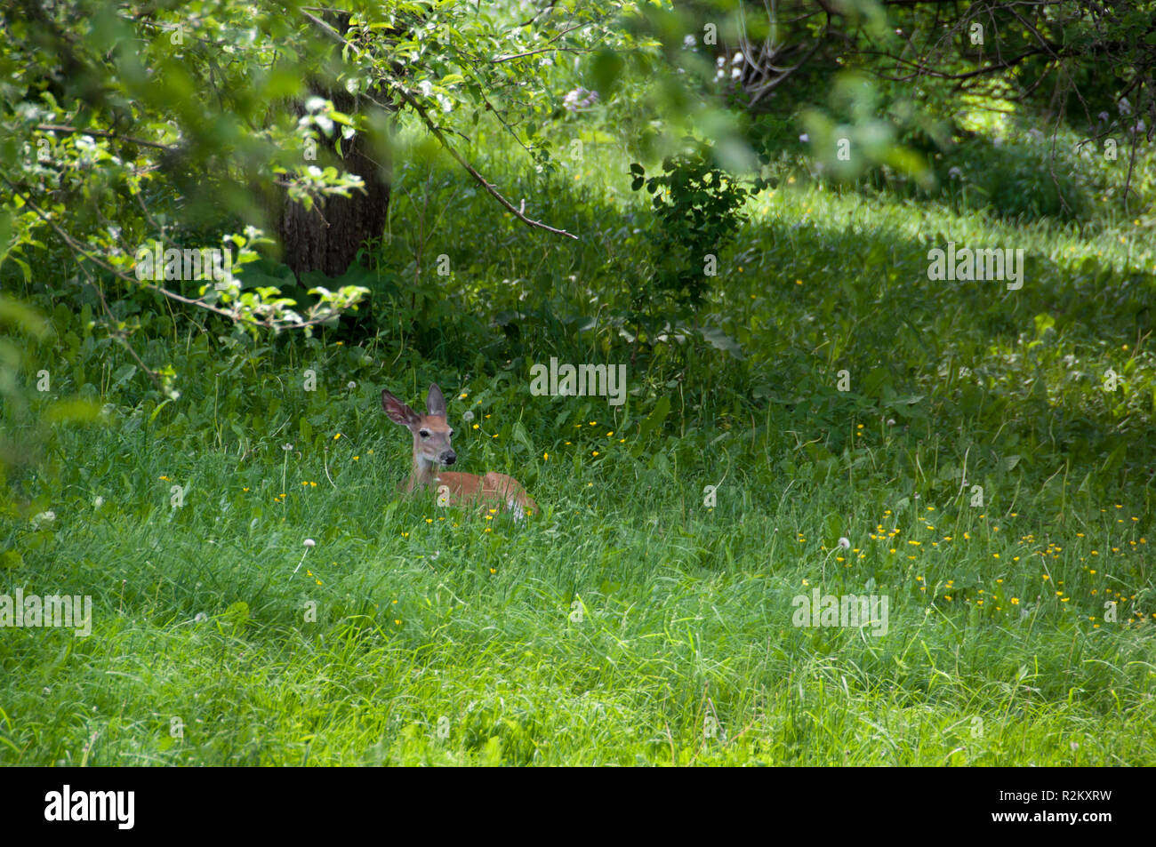 Un cervo seduto in erba in estate Foto Stock