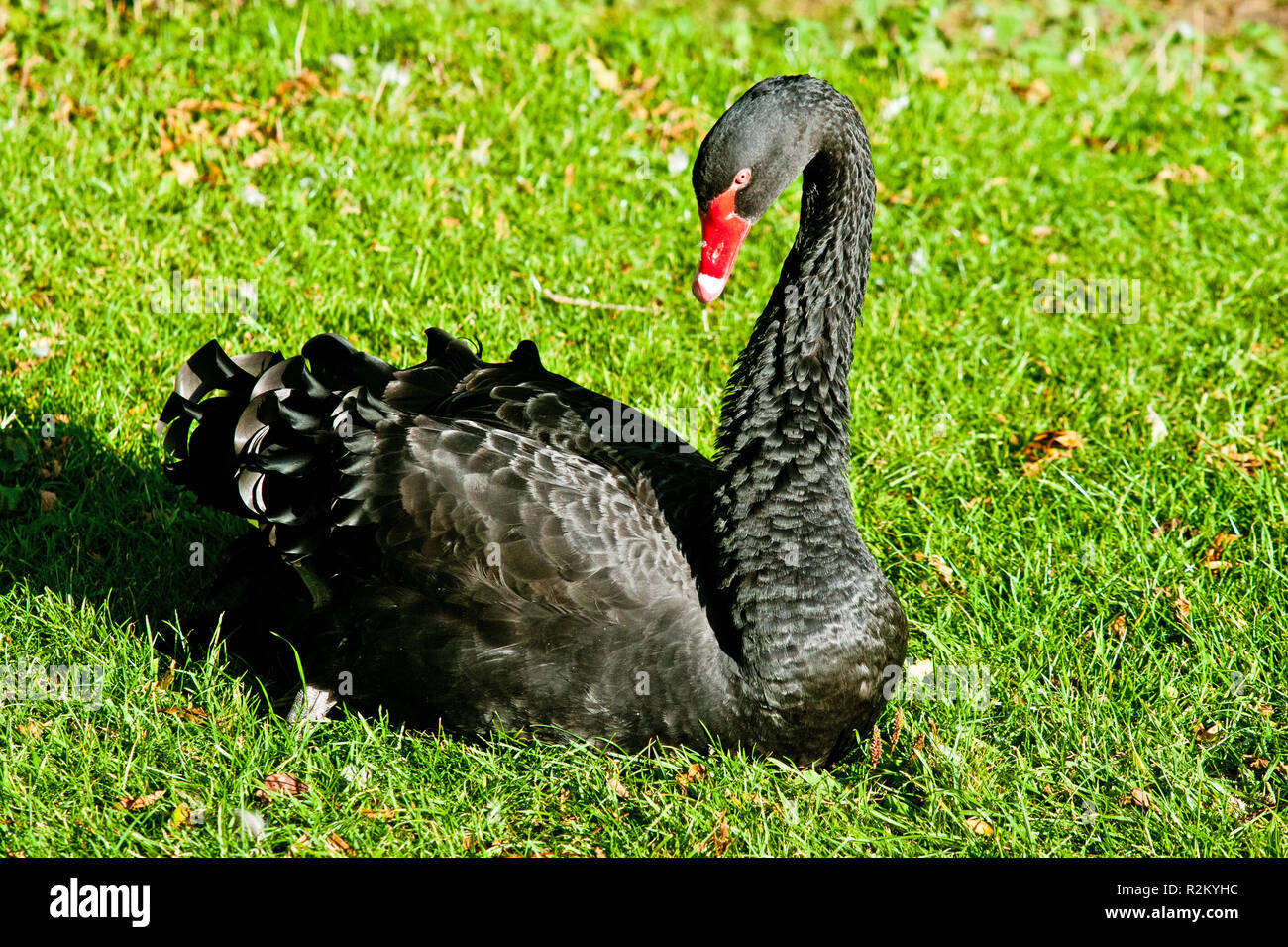 Black Swan, fratello animale da azienda visitor center vicino Bagby, North Yorkshire, Inghilterra Foto Stock