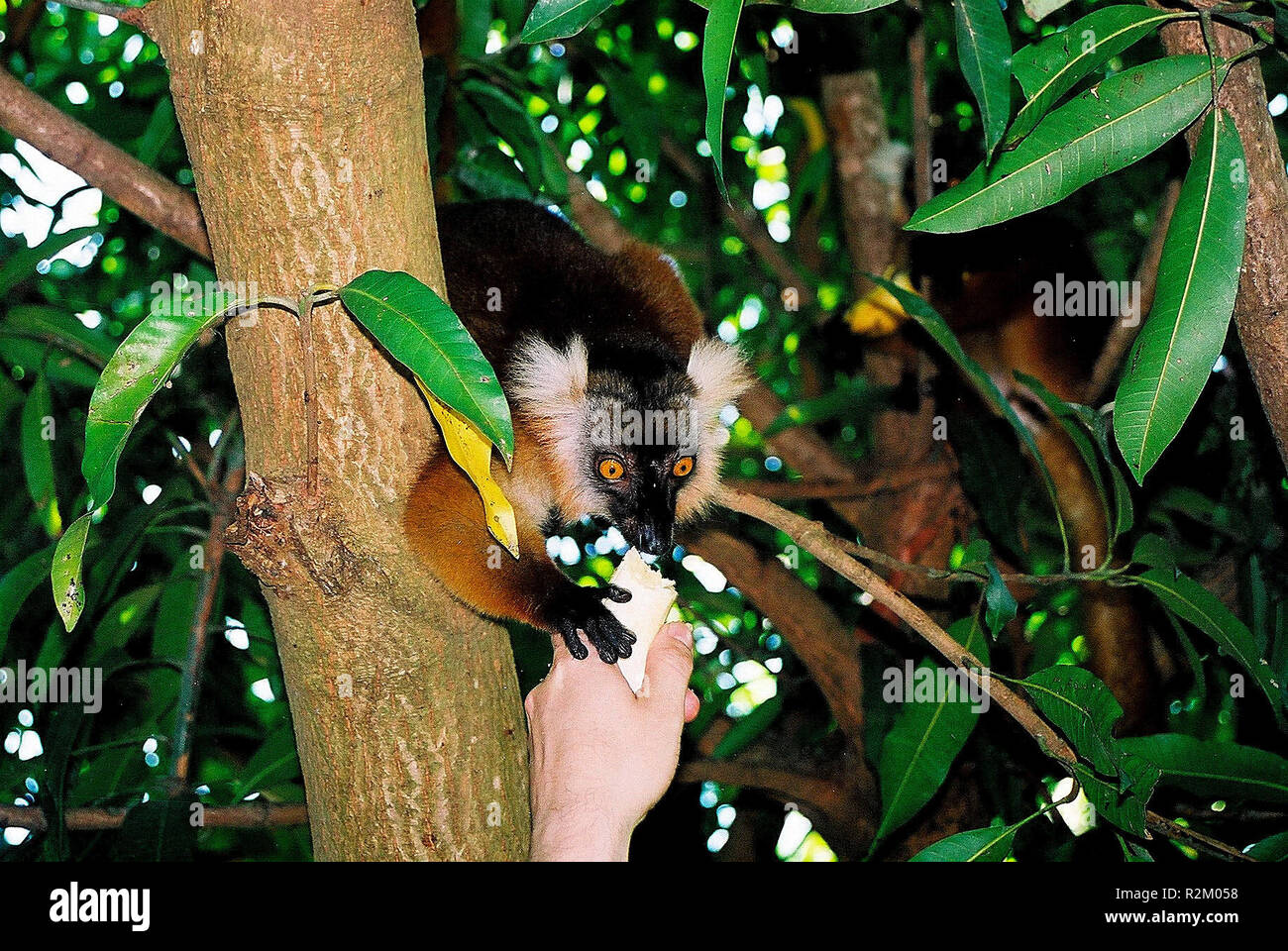 Buone Catture Esche topi .... Foto Stock