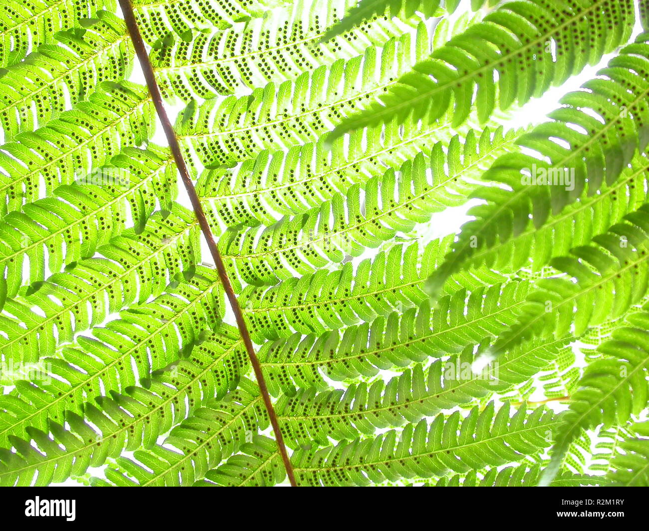 Shining fern Foto Stock