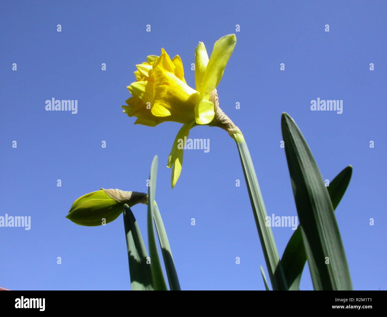 Grandi narcisi incandescente campane Foto Stock