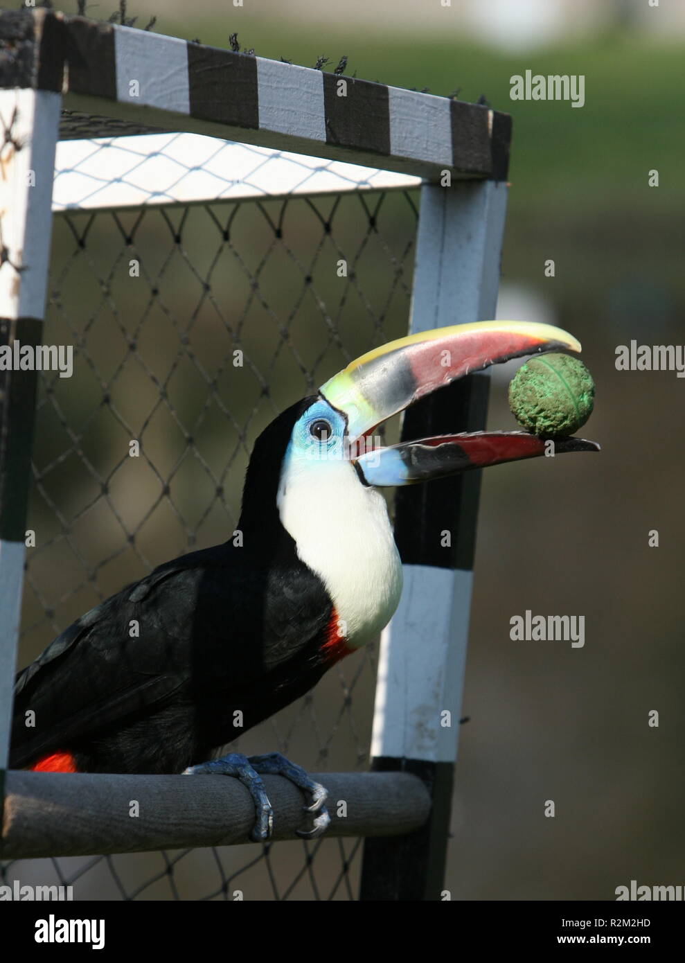 Tuka (h) n Foto Stock