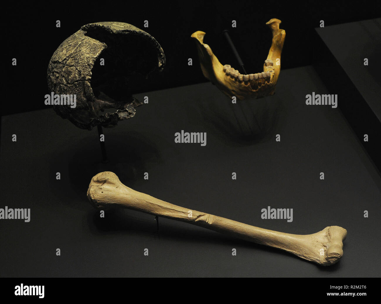 Homo Heidelbergensis. Frammento di un cranio, 250000 anni fa (Swanscombe, Gran Bretagna). Adulto mandibola, 500000 anni fa (Mauer, Germania) e OMERO, 240000 anni fa (Lezetxiki, Mondragon, Paesi Baschi, Spagna). Le repliche. Museo Archeologico Nazionale. Madrid. Spagna. Foto Stock