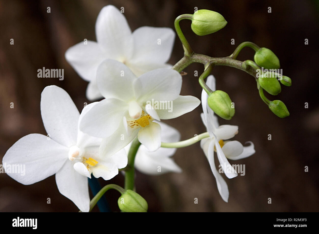 orchidea Foto Stock