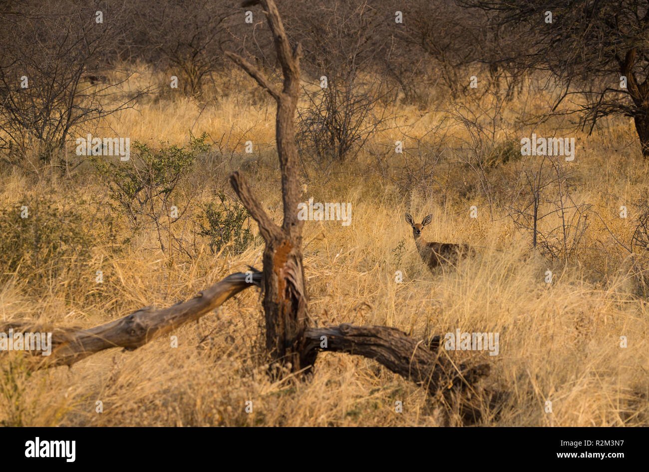 Steenbok (Raphicerus campestris) piccola antilope in piedi immobile nel lungo erba gialla al tramonto nel selvaggio a Erindi private Game Reserve, Namibia Foto Stock