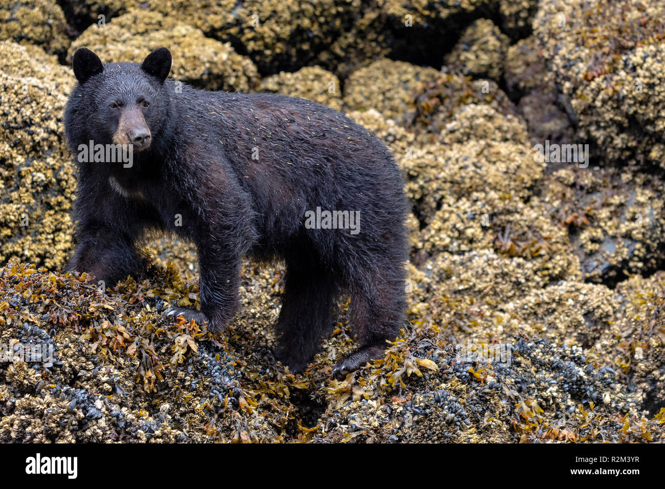 Black Bear rovistando lungo il basso tideline nell'arcipelago di Broughton, Prime Nazioni Territorio, British Columbia, Canada Foto Stock