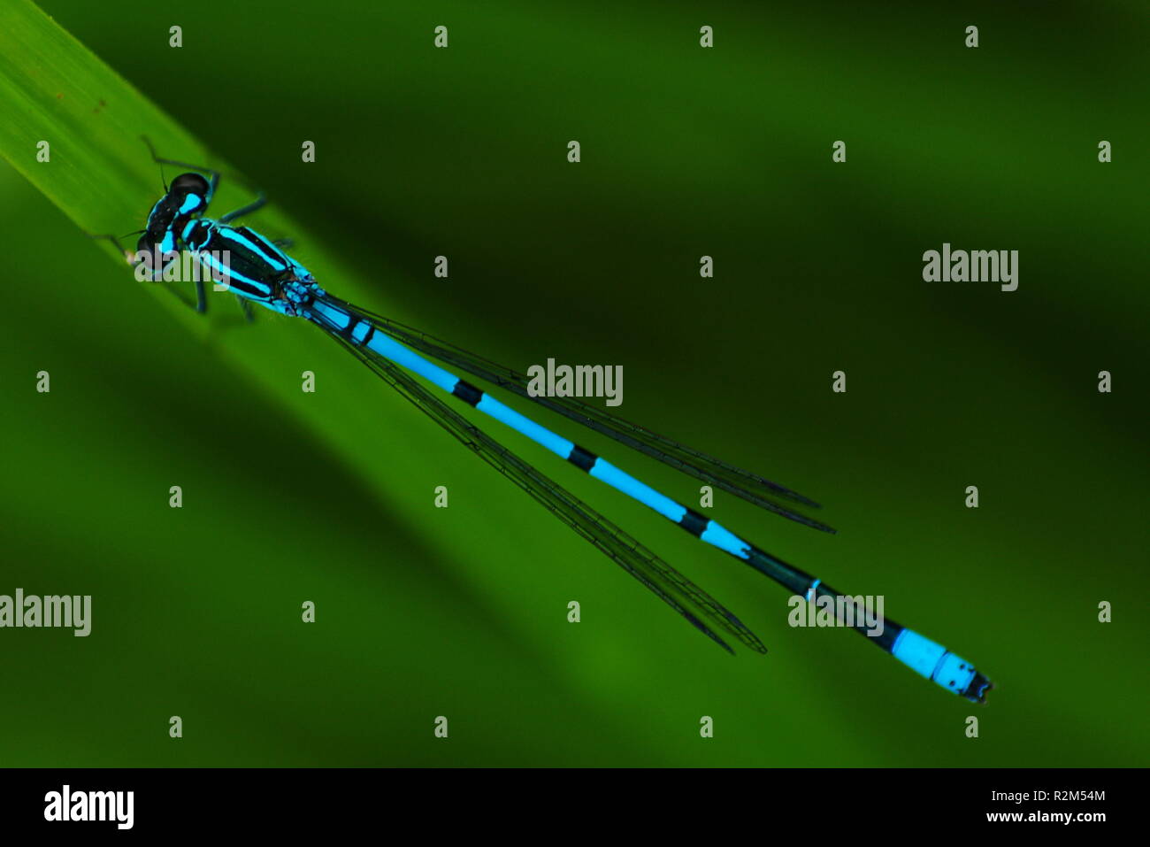 Azurjungfer maschi Foto Stock