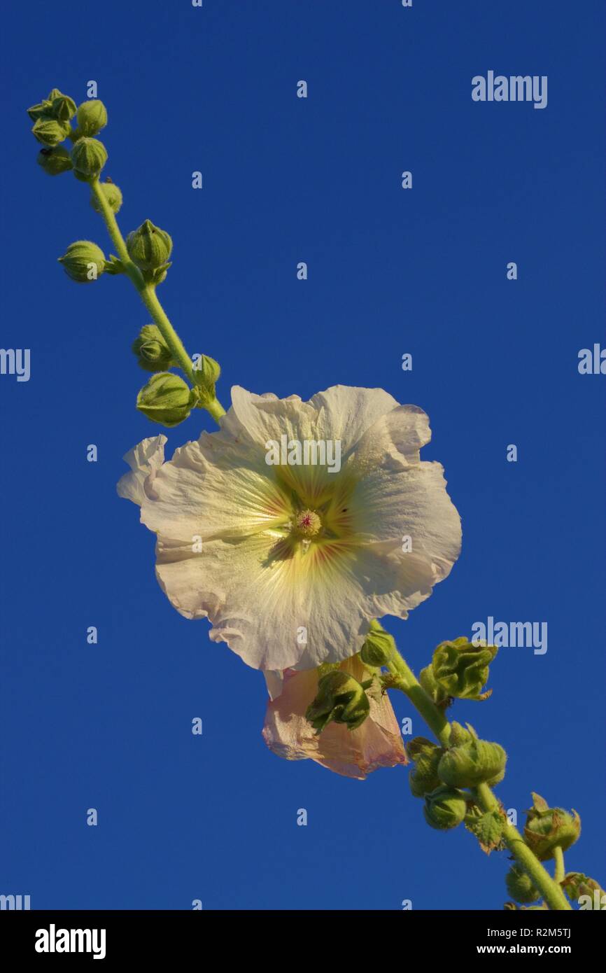 Hollyhock Foto Stock