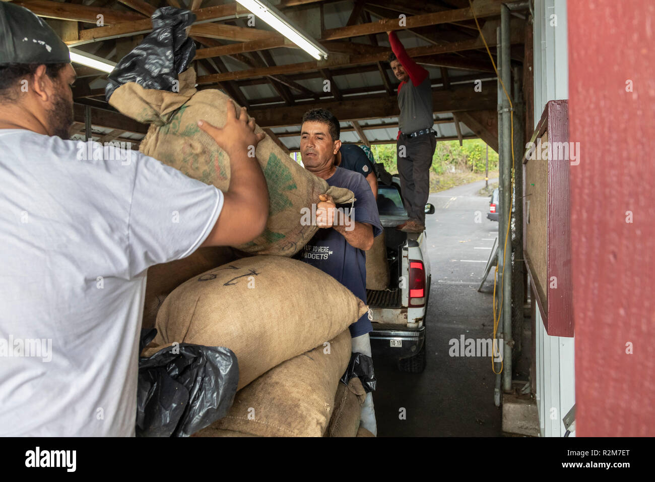 La Captain Cook, Hawaii - Lavoratori scaricare raw coffee beans (ciliegie di caffè) da un imprenditore indipendente presso il Royal Kona Coffee torrefazione. Foto Stock