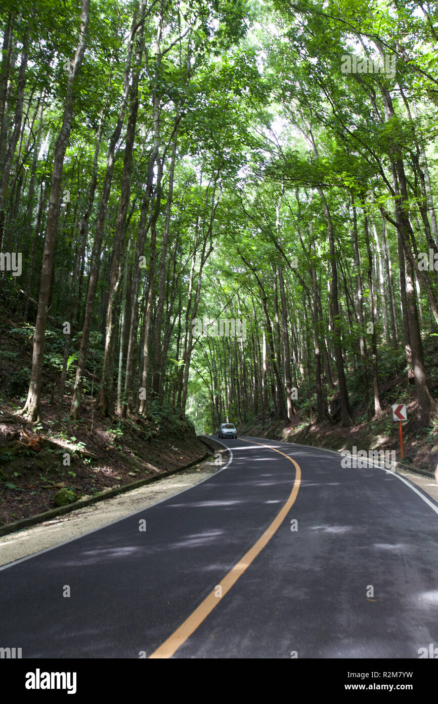 Un uomo fatto foresta, Loboc, isola di Bohol, Filippine Foto Stock