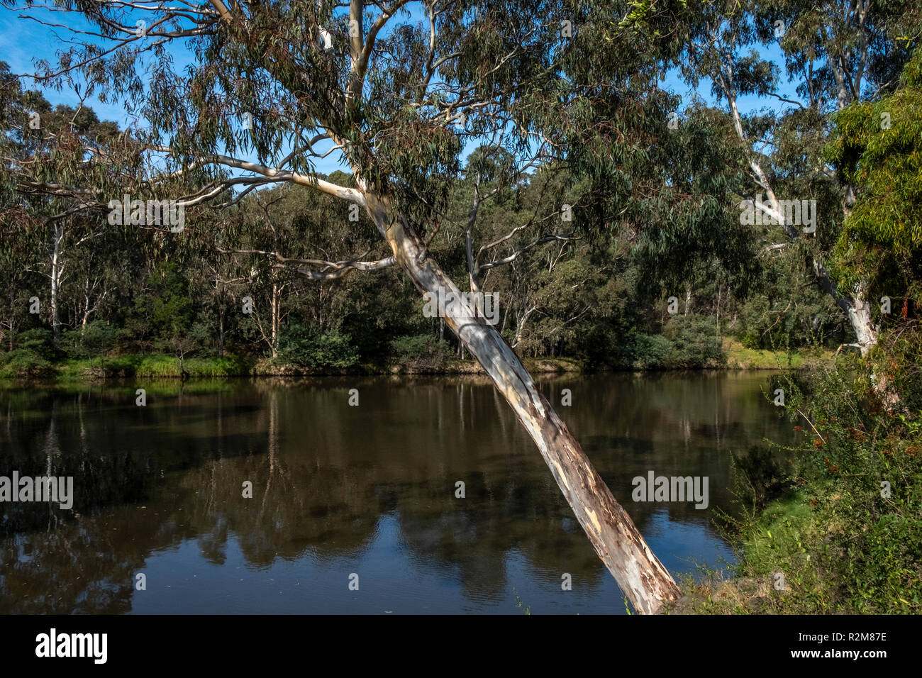 Gli alberi di gomma sopra il fiume Yarra in Abbotsford, Melbourne, Australia. Foto Stock