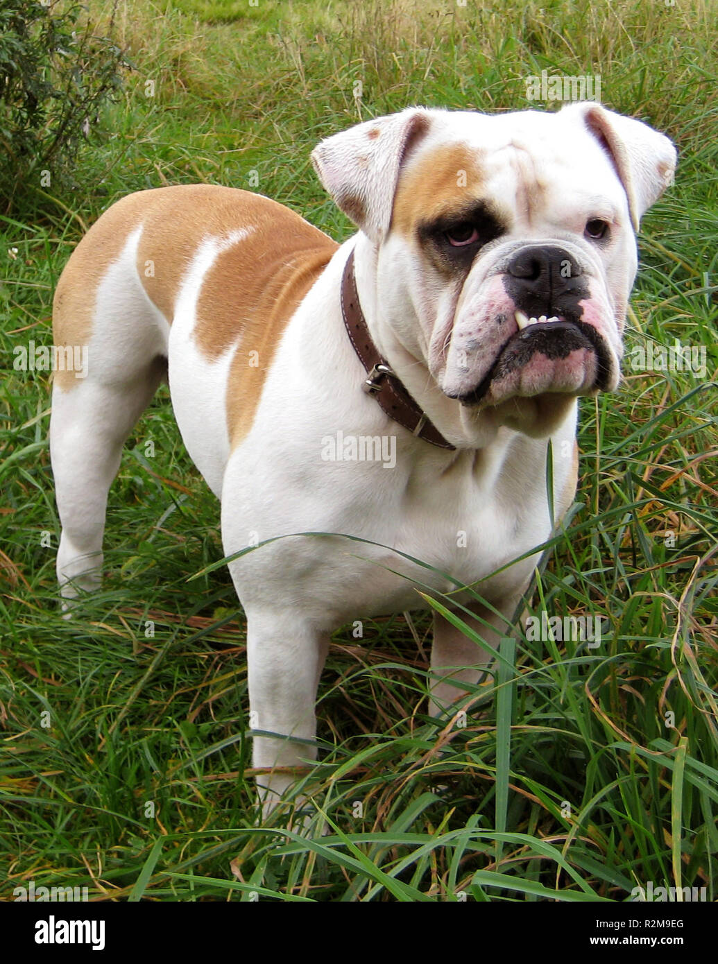 bulldog inglese Foto Stock