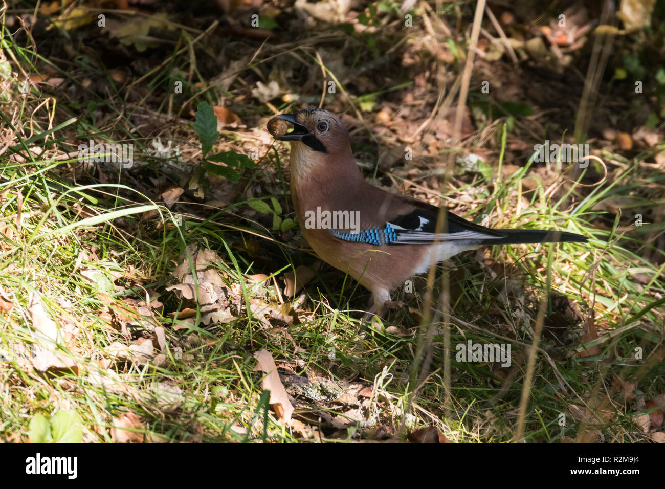 Eurasian Jay (Garrulus glandarius) in ombre raccogliendo ghiande Foto Stock
