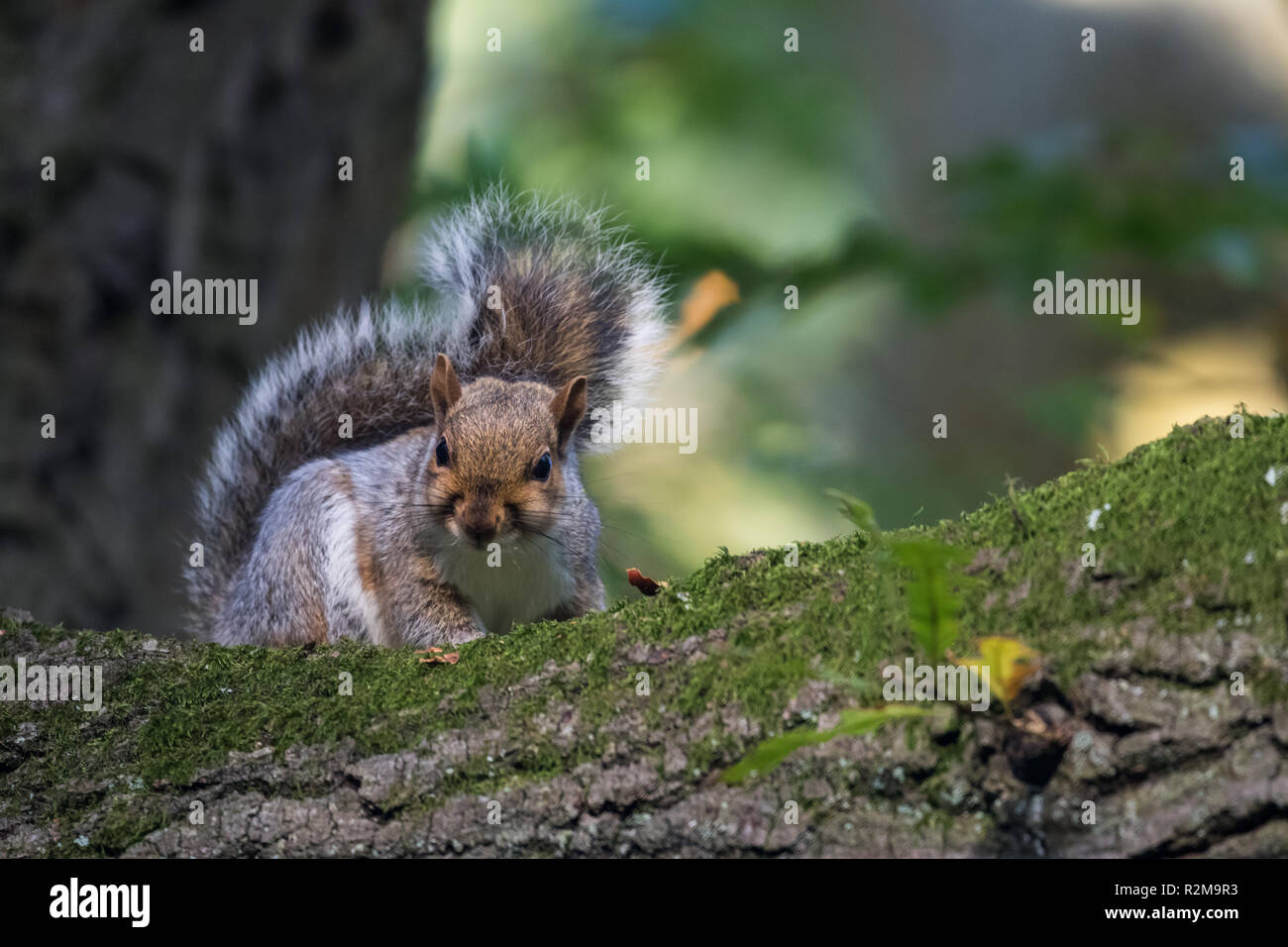 Uno scoiattolo grigio su un ramo di alta alla ricerca diretta. Barnet Demesne, Belfast, N.Irlanda. Foto Stock