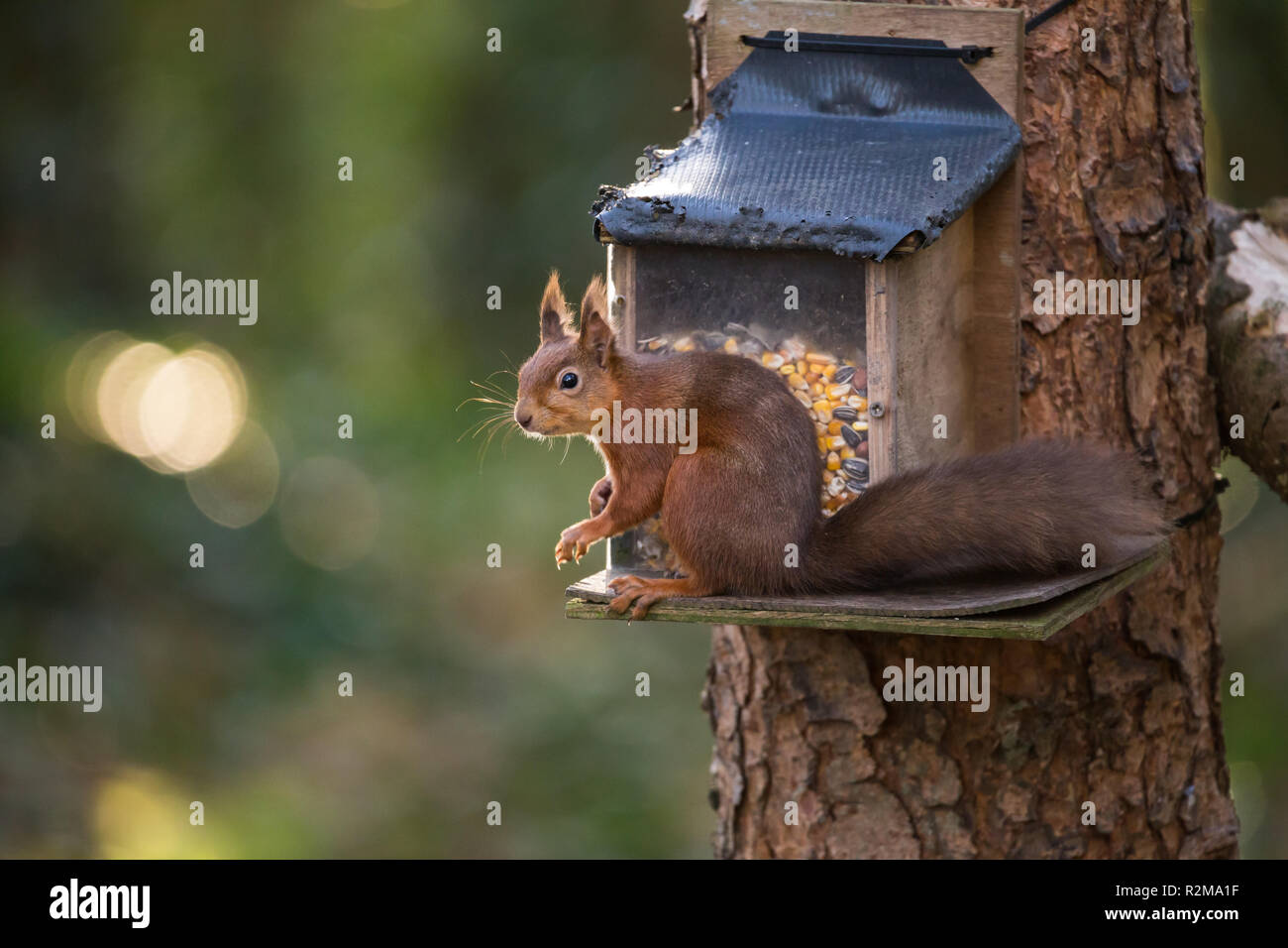 Red scoiattolo (Sciurus vulgaris) mangiare accanto a un alimentatore attaccato a un albero. Foto Stock