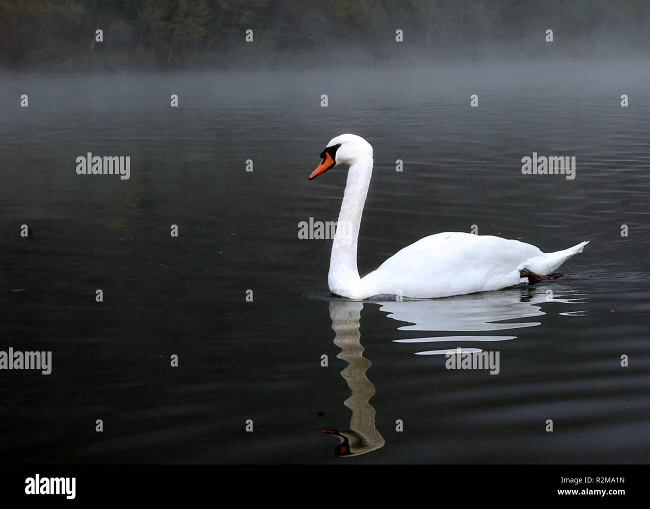 Swan Foto Stock