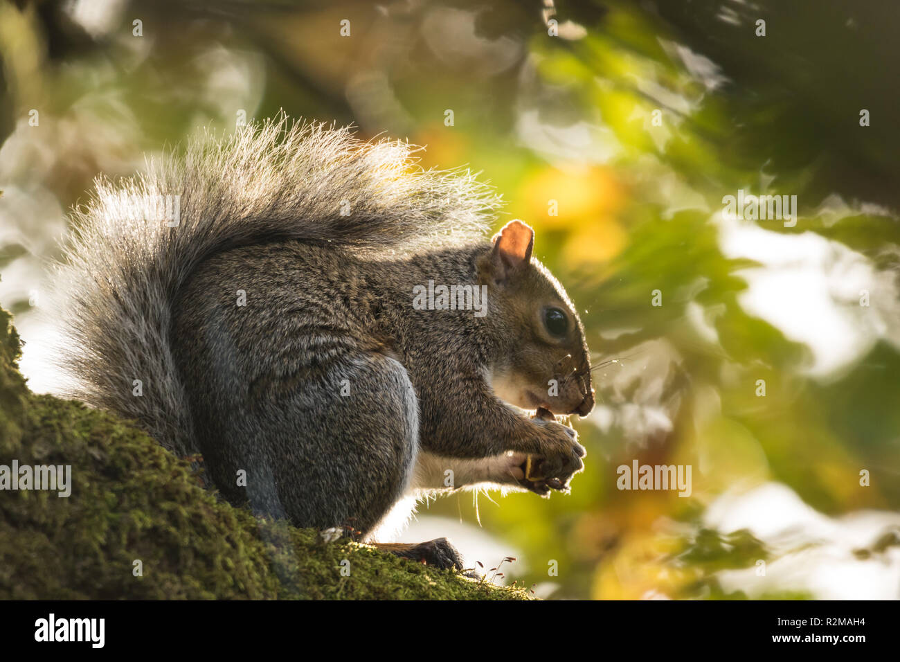 Un grigio scoiattolo (Sciurus carolinensis) alimentazione sul parco naturale de los Alcornocales a Barnet Demesne, Belfast, N.Irlanda. Foto Stock