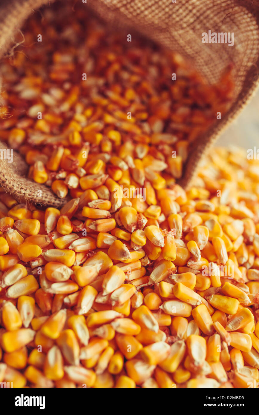 Raccolte di chicchi di mais la fuoriuscita del sacco di tela, concetto di abbondanza e di grande resa dopo la raccolta con esito positivo Foto Stock