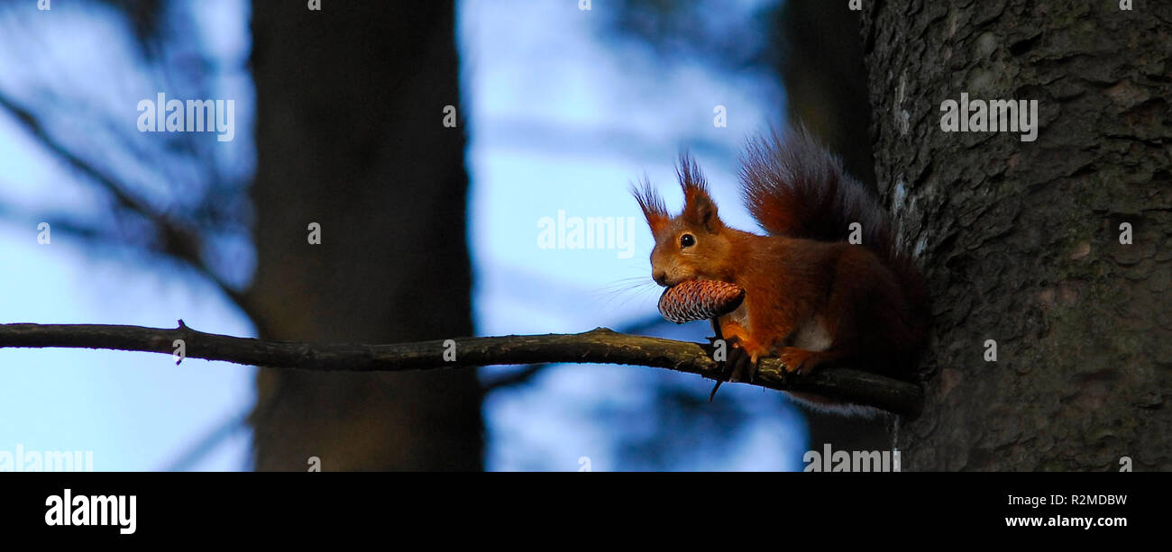 Il mio pigne Foto Stock