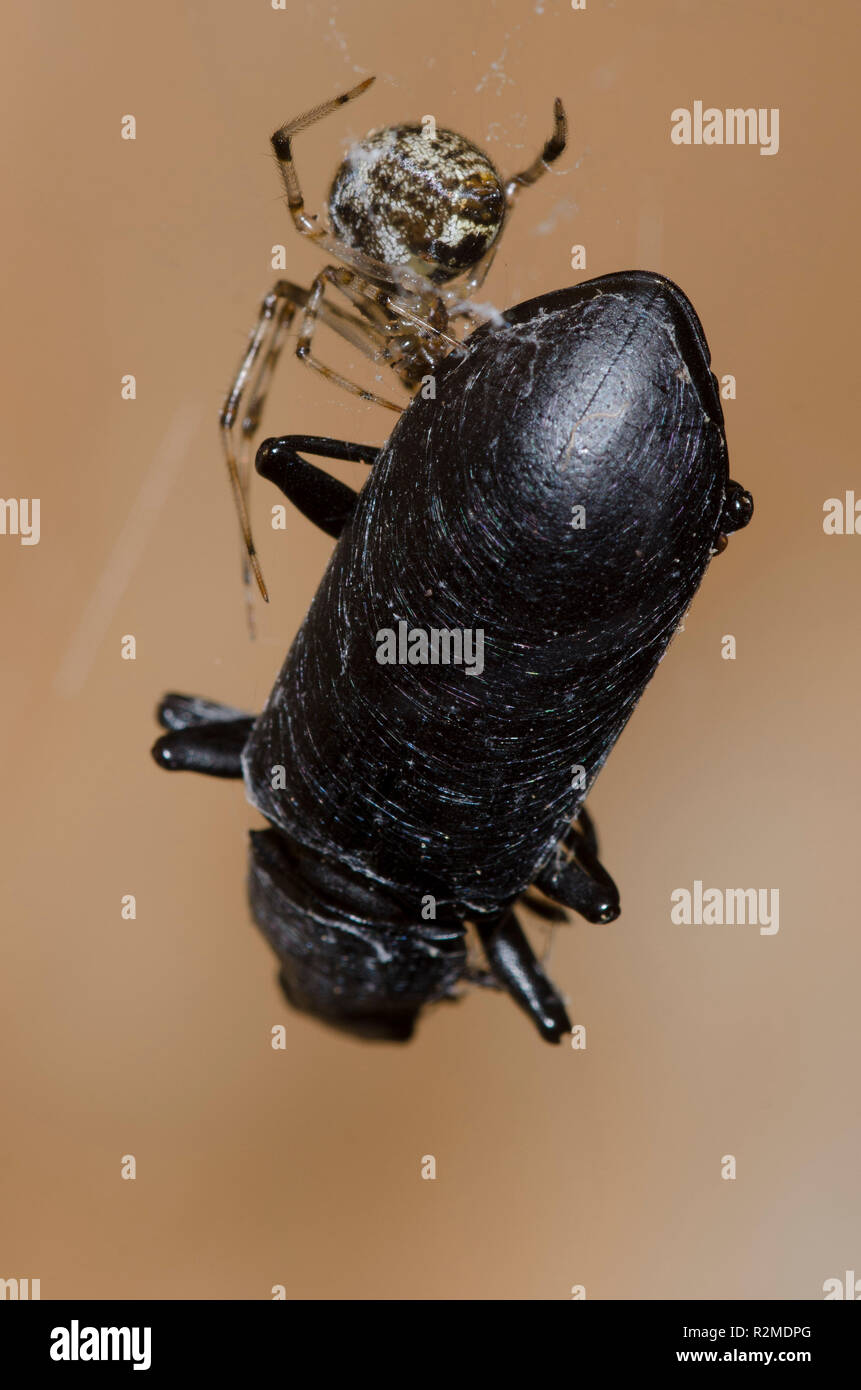 Casa comune ragno, Parasteatoda tepidariorum, femmina con seta-avvolto beetle, ordine Coleoptera, preda Foto Stock