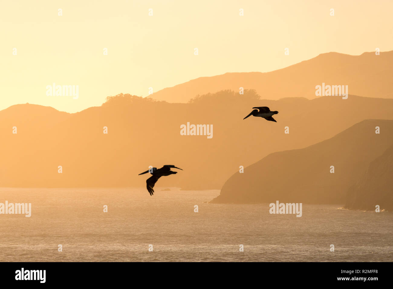 San Francisco, California, battenti pellicani Foto Stock