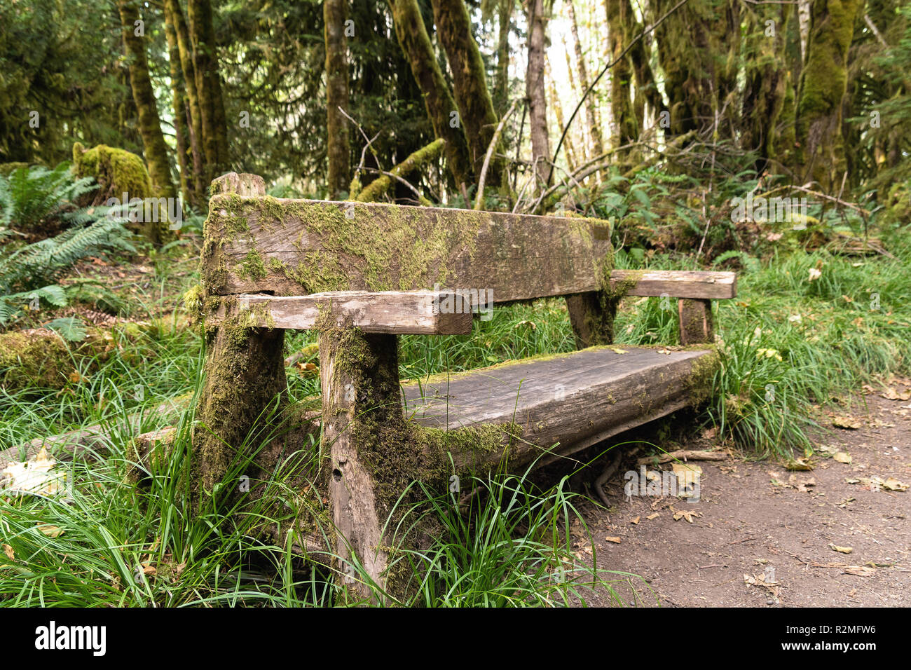 Il Parco nazionale di Olympic, Lago Ozette, Foresta, panca, 'Moments nel tempo trail" Foto Stock