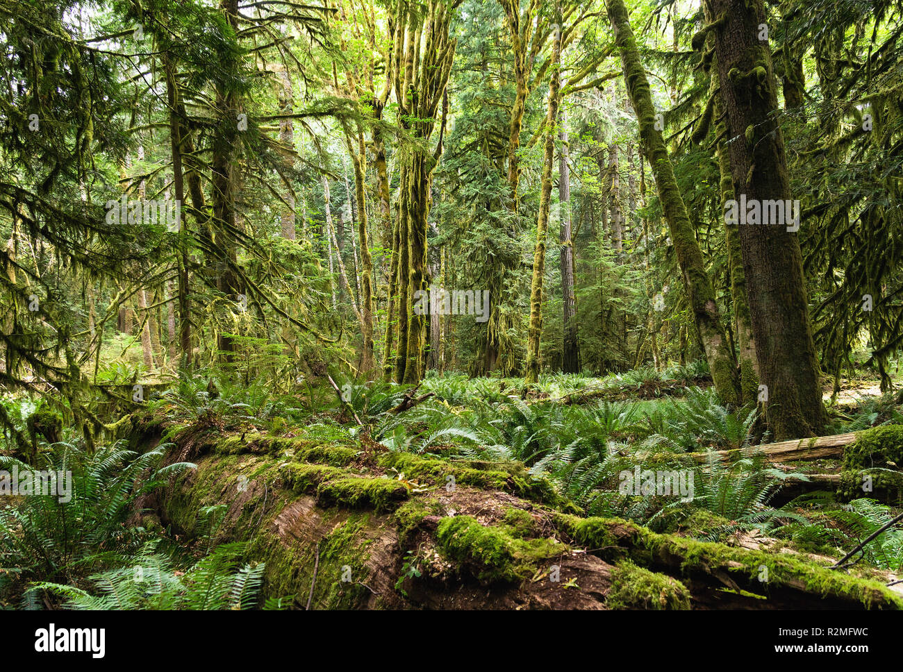 Il Parco nazionale di Olympic, Lago Ozette, Foresta, 'Moments nel tempo trail" Foto Stock