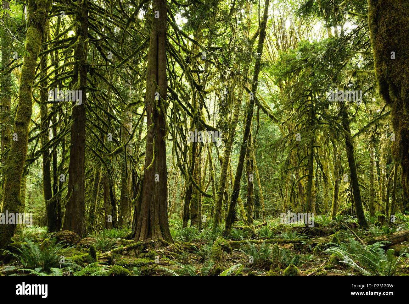 Il Parco nazionale di Olympic, Lago Ozette, Foresta, 'Moments nel tempo trail" Foto Stock