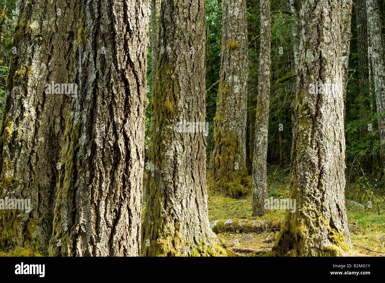 Il Parco nazionale di Olympic, Lago Ozette, 'Moments nel tempo trail" Foto Stock
