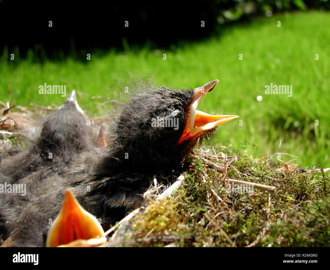 Huuuuuungeeeeeeeeeer Foto Stock
