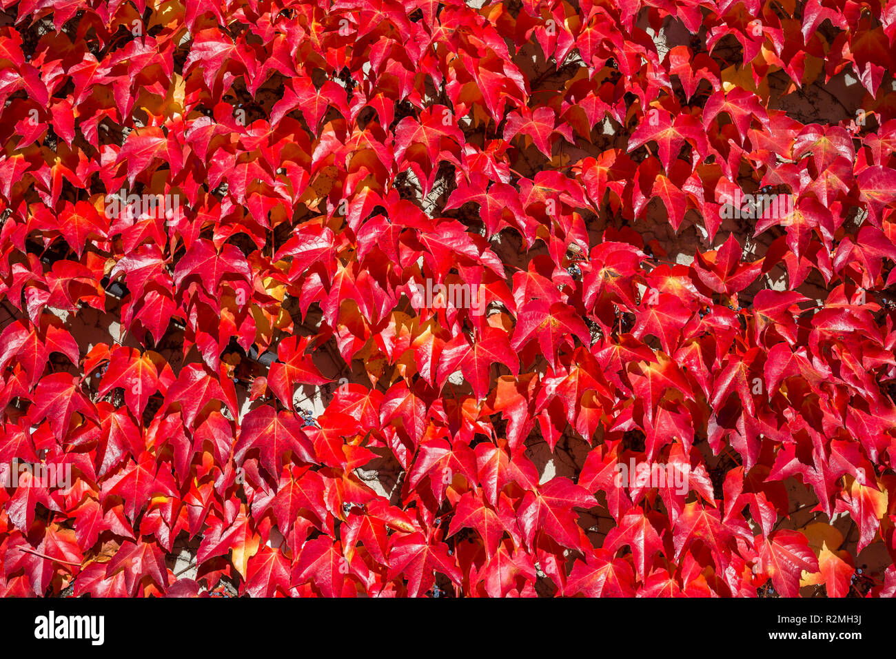 Vitigno selvatico in autunno, foglie rosse, close-up, Foto Stock