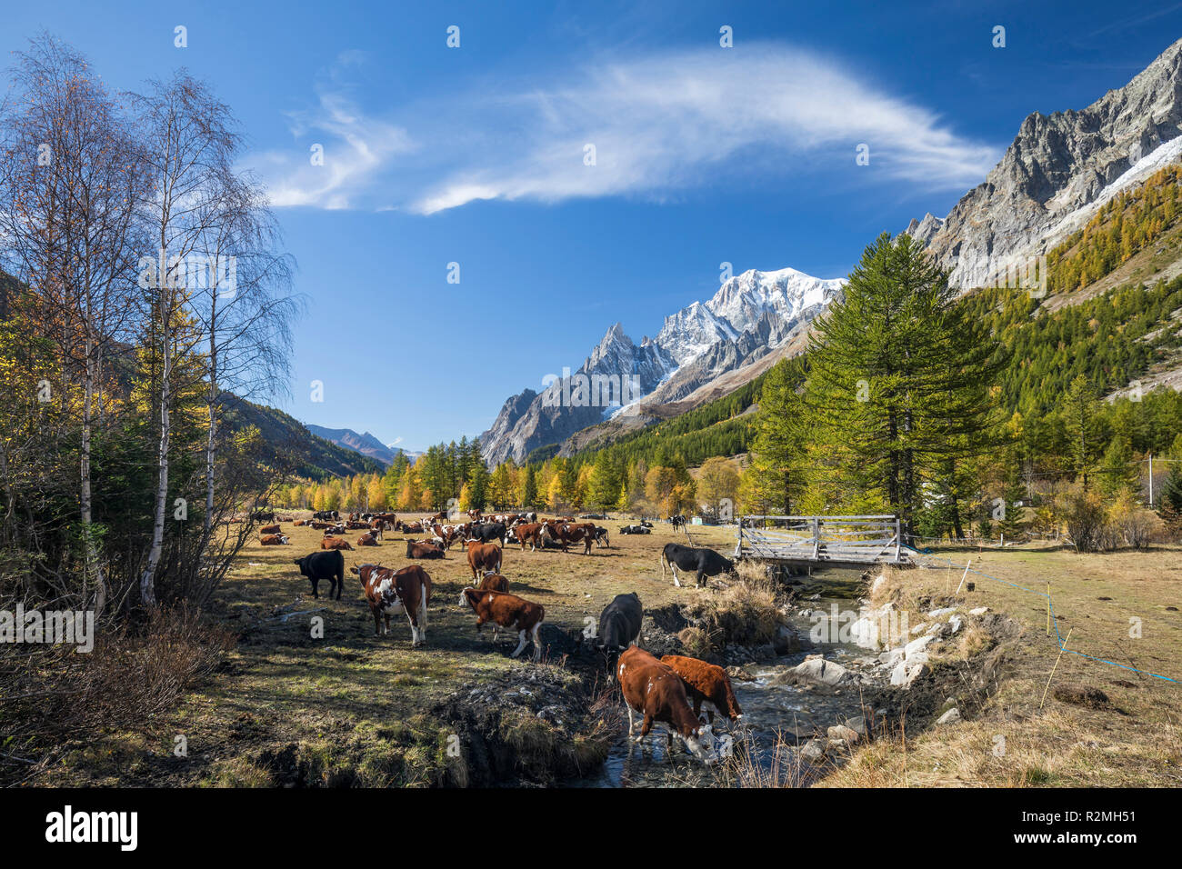 Kuhweide im Alpental herbstlichen Val Ferret, hinten der Mont Blanc (4810m), Nähe Courmayeur, Provinz Aosta, Aostatal Italien Foto Stock