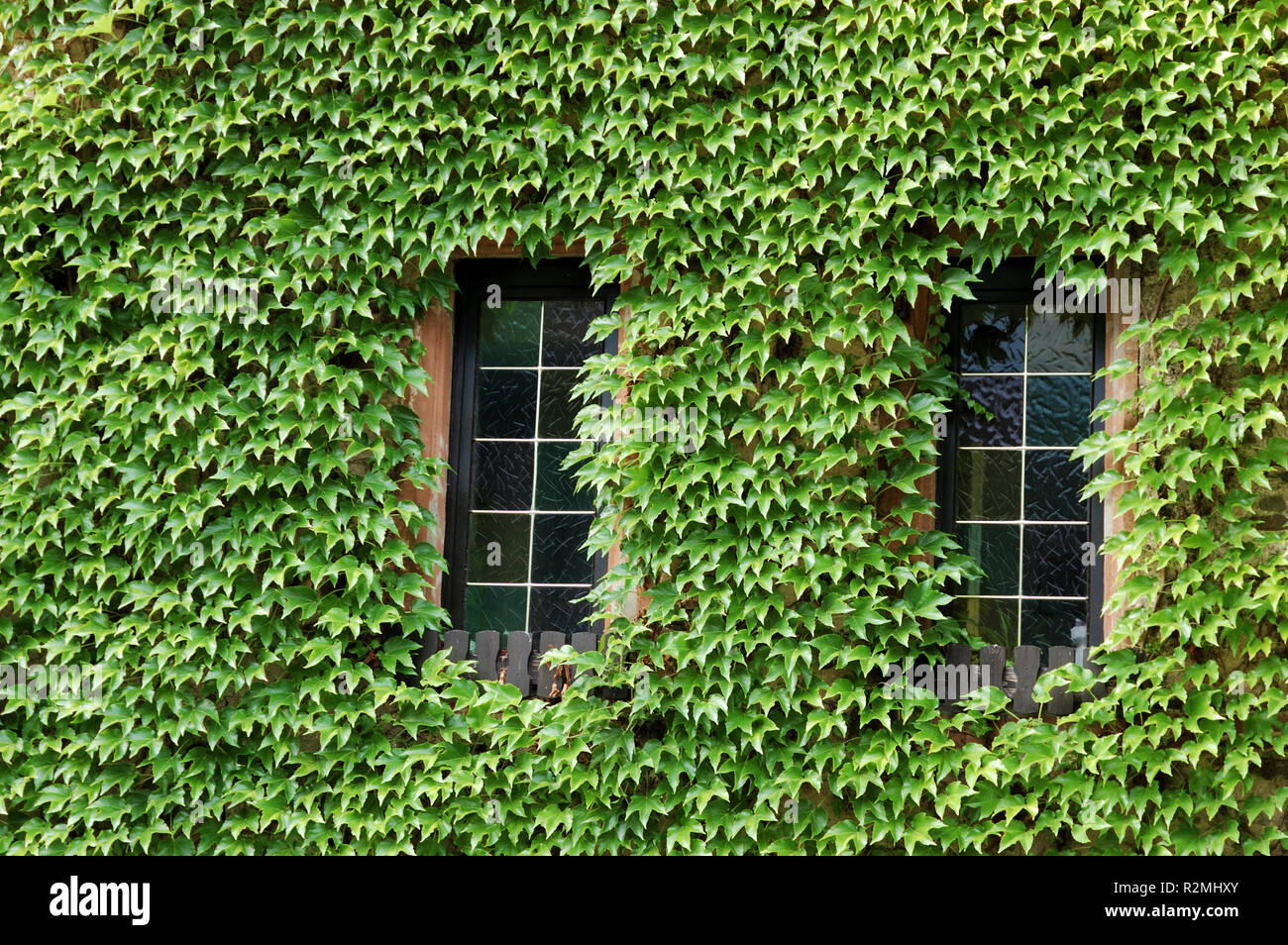 Due finestre circondate dal verde Foto Stock