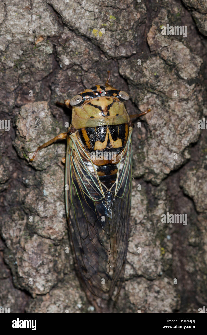 Western crepuscolo cantando Cicala, Neotibicen affilatura Foto Stock