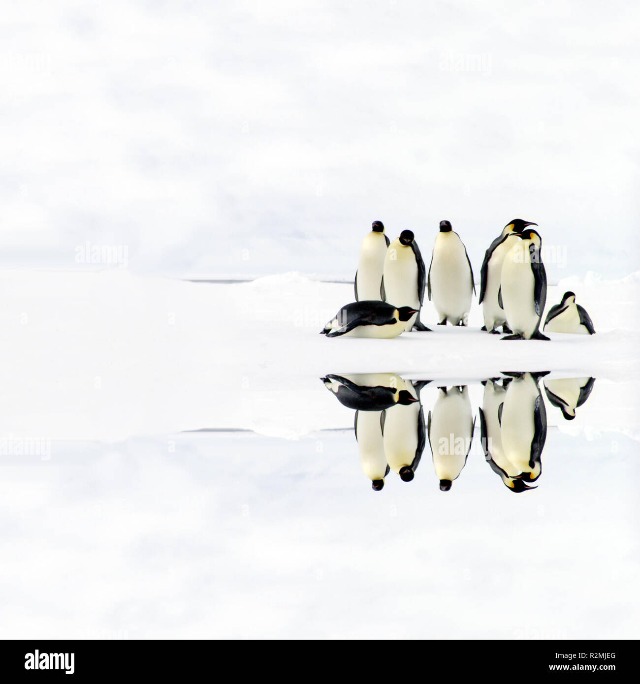 pinguini Foto Stock