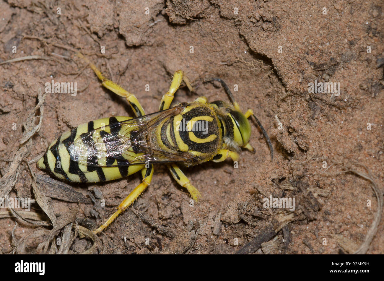 Sabbia Wasp, Subtribe Stictiellina, scavando nel suolo Foto Stock