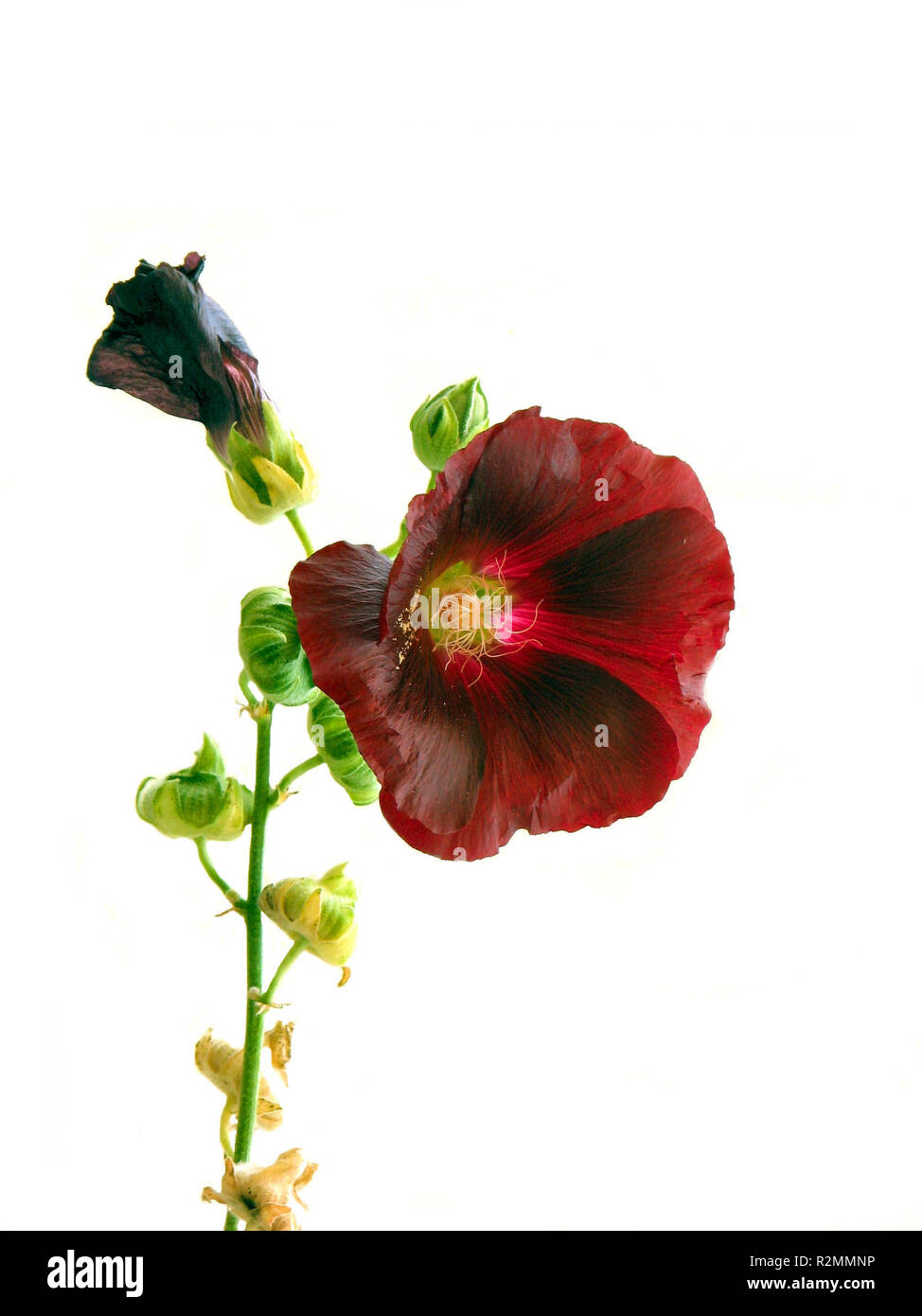 Hollyhock Foto Stock