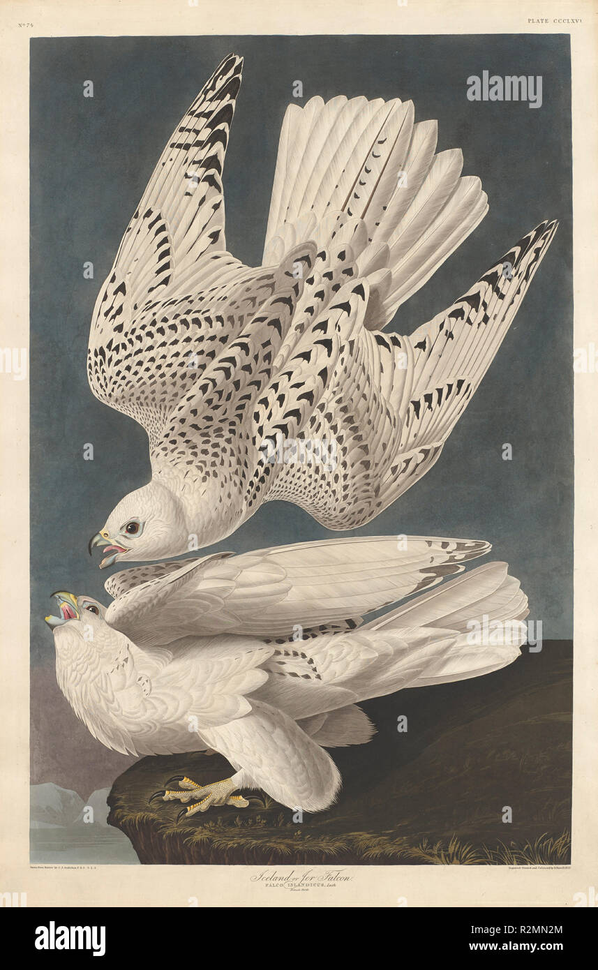 In Islanda o Jer Falcon. Data: 1837. Dimensioni: piastra: 98,1 x 64,8 cm (38 5/8 x 25 1/2 in.) foglio: 100,7 x 67,3 cm (39 5/8 x 26 1/2 in.). Medium: colorate a mano incisione e acquatinta su carta da filtro Whatman carta intessuta. Museo: National Gallery of Art di Washington DC. Autore: Robert Havell dopo John James Audubon. Robert Havell. John James Audubon. Foto Stock In Islanda o Jer Falcon. Data: 1837. Dimensioni: piastra: 98,1 x 64,8 cm (38 5/8 x 25 1/2 in.) foglio: 100,7 x 67,3 cm (39 5/8 x 26 1/2 in.). Medium: colorate a mano incisione e acquatinta su carta da filtro Whatman carta intessuta. Museo: National Gallery of Art di Washington DC. Autore: Robert Havell dopo John James Audubon. Robert Havell. John James Audubon. Foto Stock