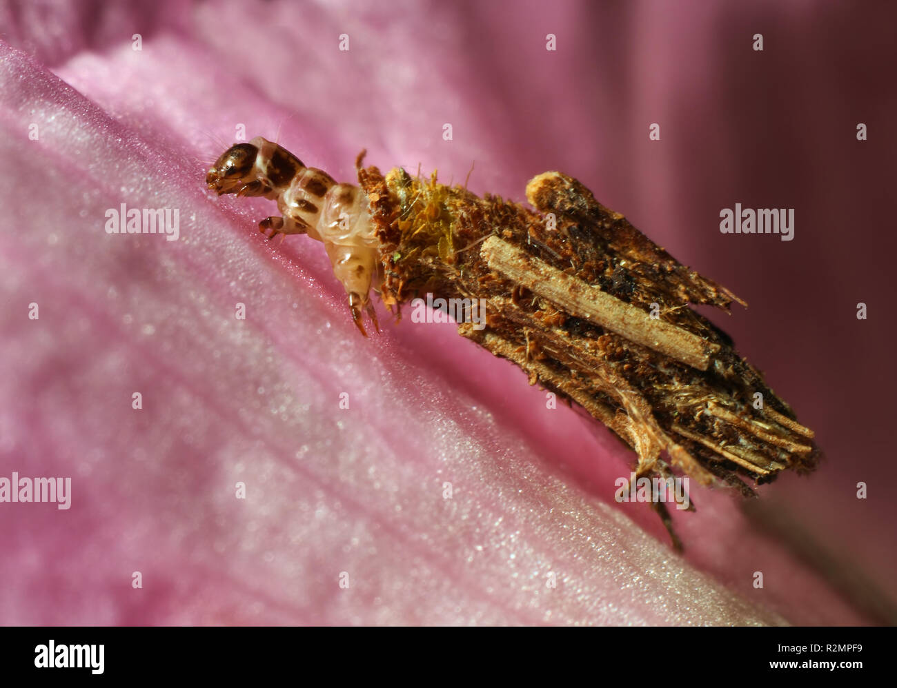 SacktrÃ¤ger,larva Foto Stock