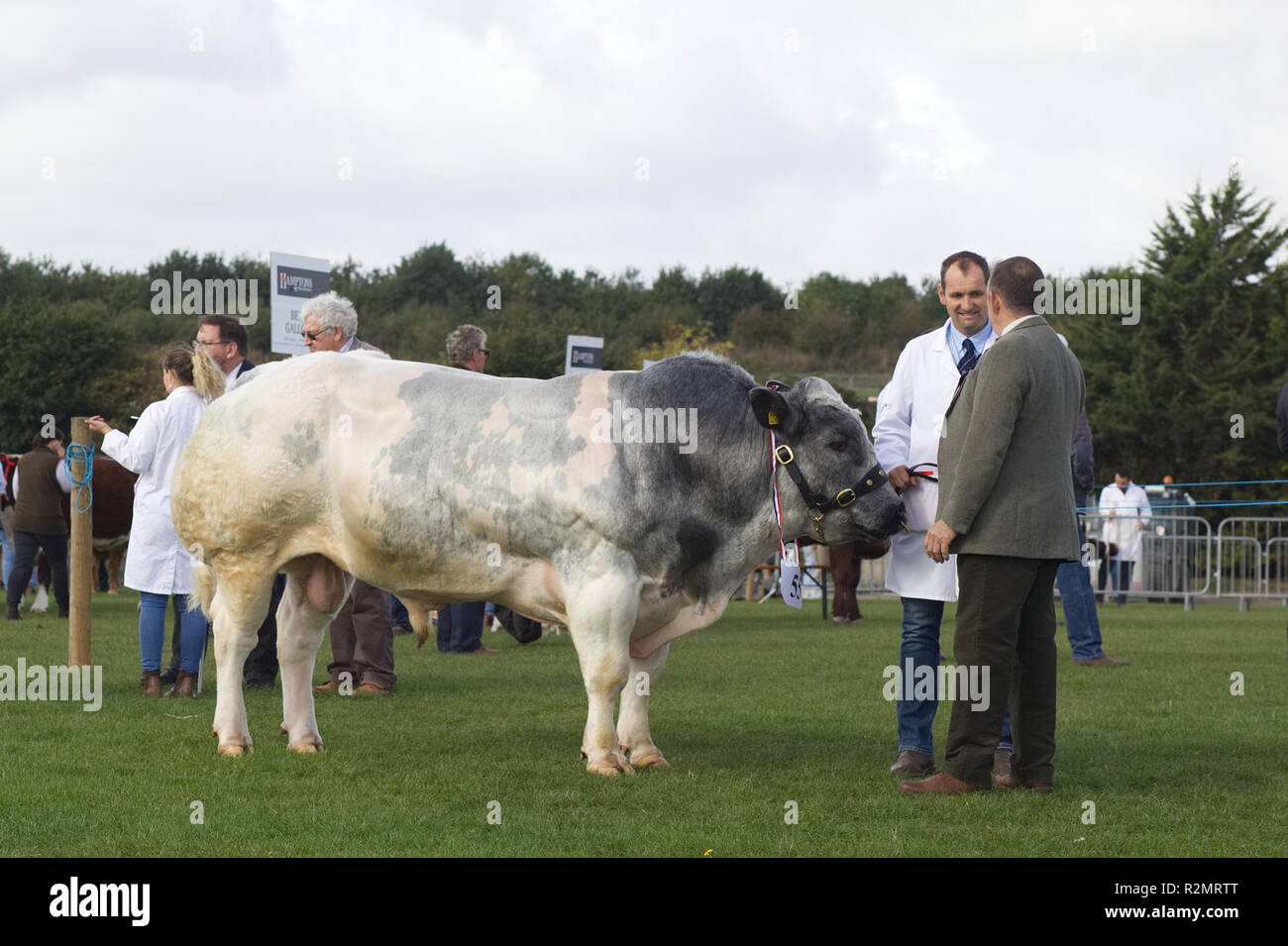 Bianco Blu britannico di Bull in un anello di mostra Foto Stock