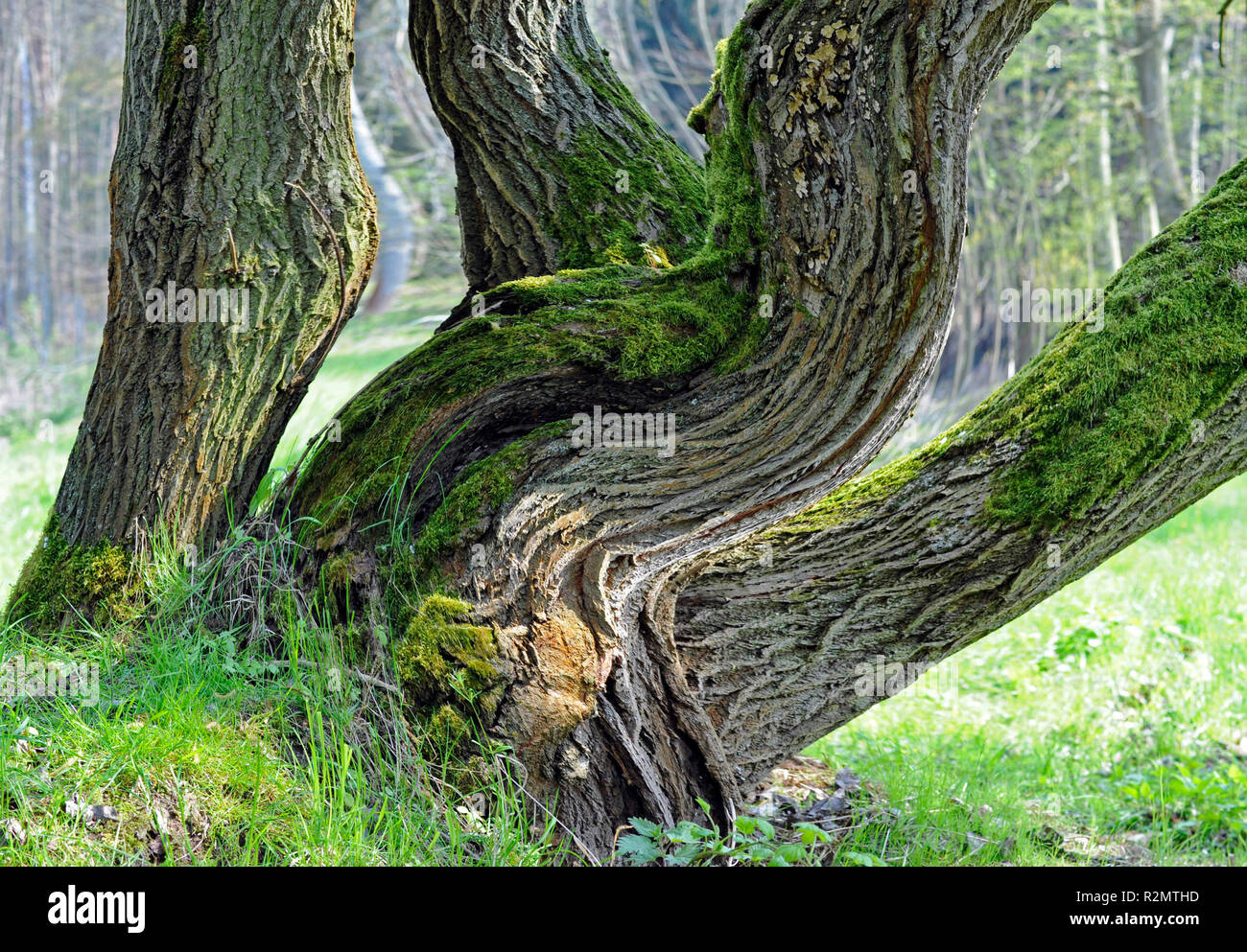 Multi-derivava crack willow, mossy con corteccia fessurata, su un flusso nel bosco ripariale Foto Stock
