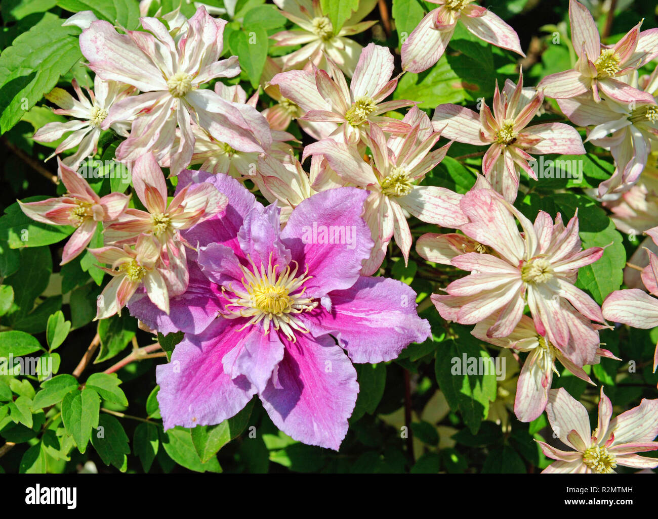 Gregaria crescente scalatori, clematis o clematis, le varietà di Clematis montana 'Dusky Star' dalla Nuova Zelanda con piccoli fiori di colore rosa pallido e la clematide Piilu con grandi fiori di colore rosa, insieme su un supporto di arrampicata nei primi giardino estivo Foto Stock
