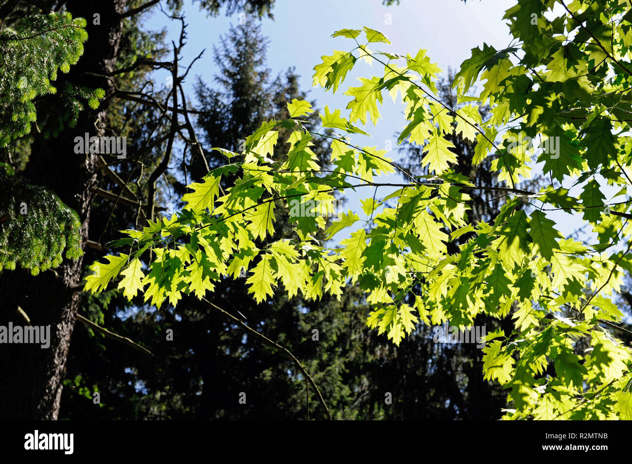 Naturale foresta mista di abete rosso e latifoglie come la quercia rossa Quercus rubra Foto Stock
