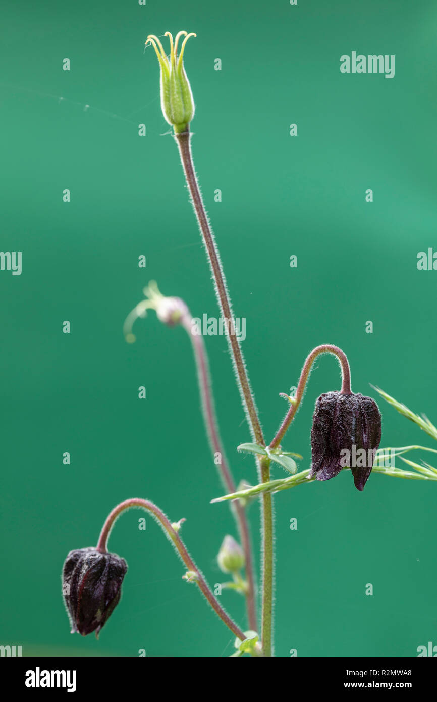 Aquilegia alpina, Aquilegia vulgaris hybrid " nero " Barlow, fiore, Bud, molla Foto Stock