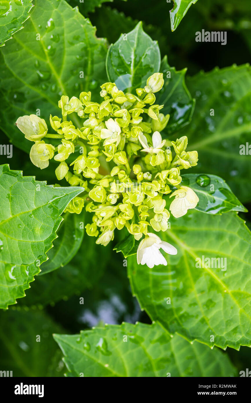 Giardino hydrangea, blossom, close-up Foto Stock