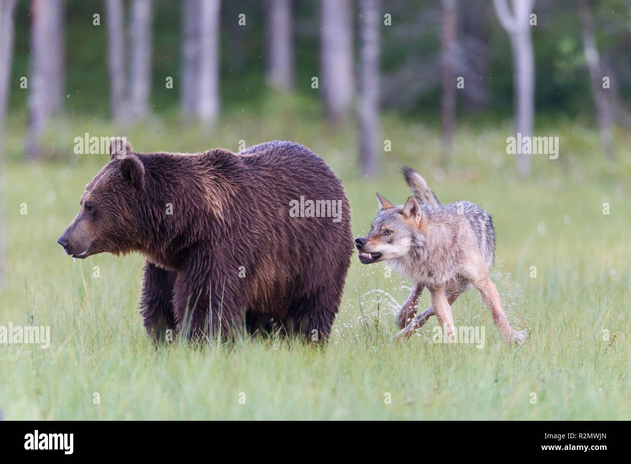 Lupo attacca orso bruno Foto Stock