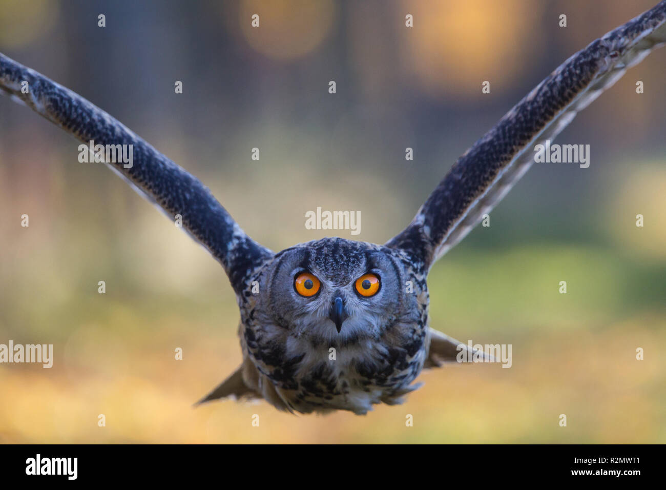 Gufo reale nell'approccio Foto Stock
