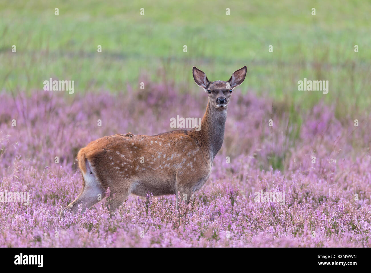 Deer vitello nella heath Foto Stock