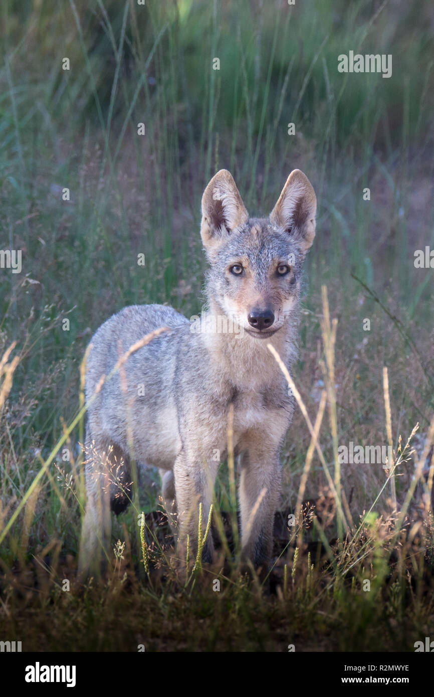 Cucciolo di lupo nella natura selvaggia Foto Stock